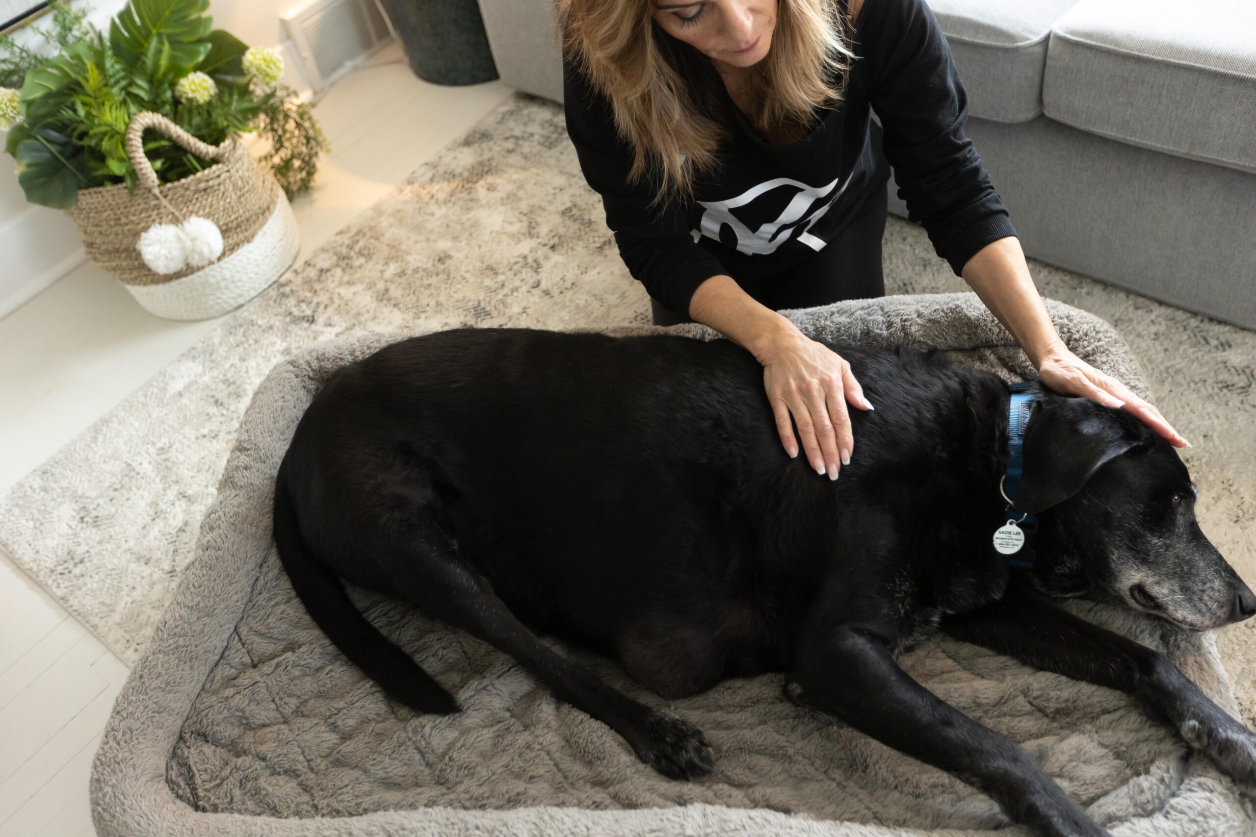 animal-reiki Wendy doing animal reiki