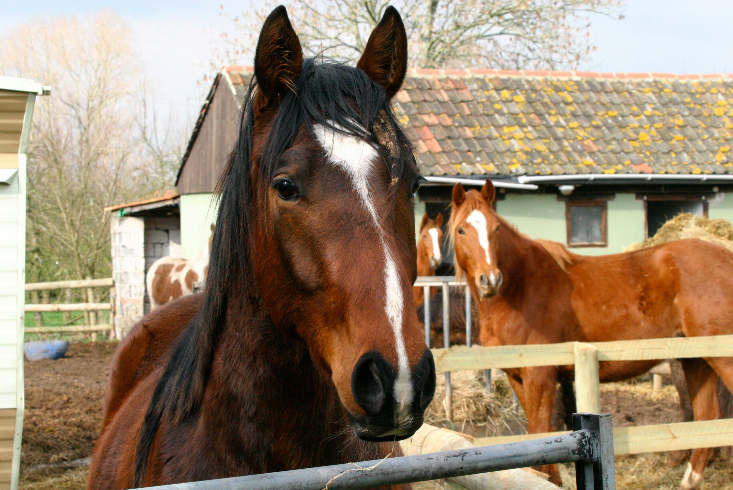 horses-at-stable Horses at a farm